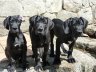 Cachorros Gran Danes