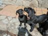 Venta Cachorros Gran Danes