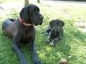 Venta Cachorros Gran Danes