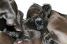 Venta Cachorros Gran Danes