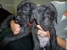 Venta Cachorros Gran Danes