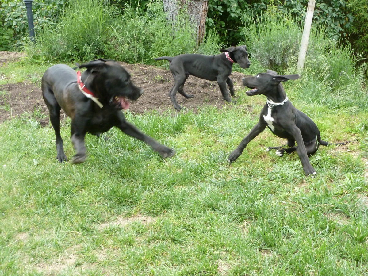 Gran Danes jugando con cachorros